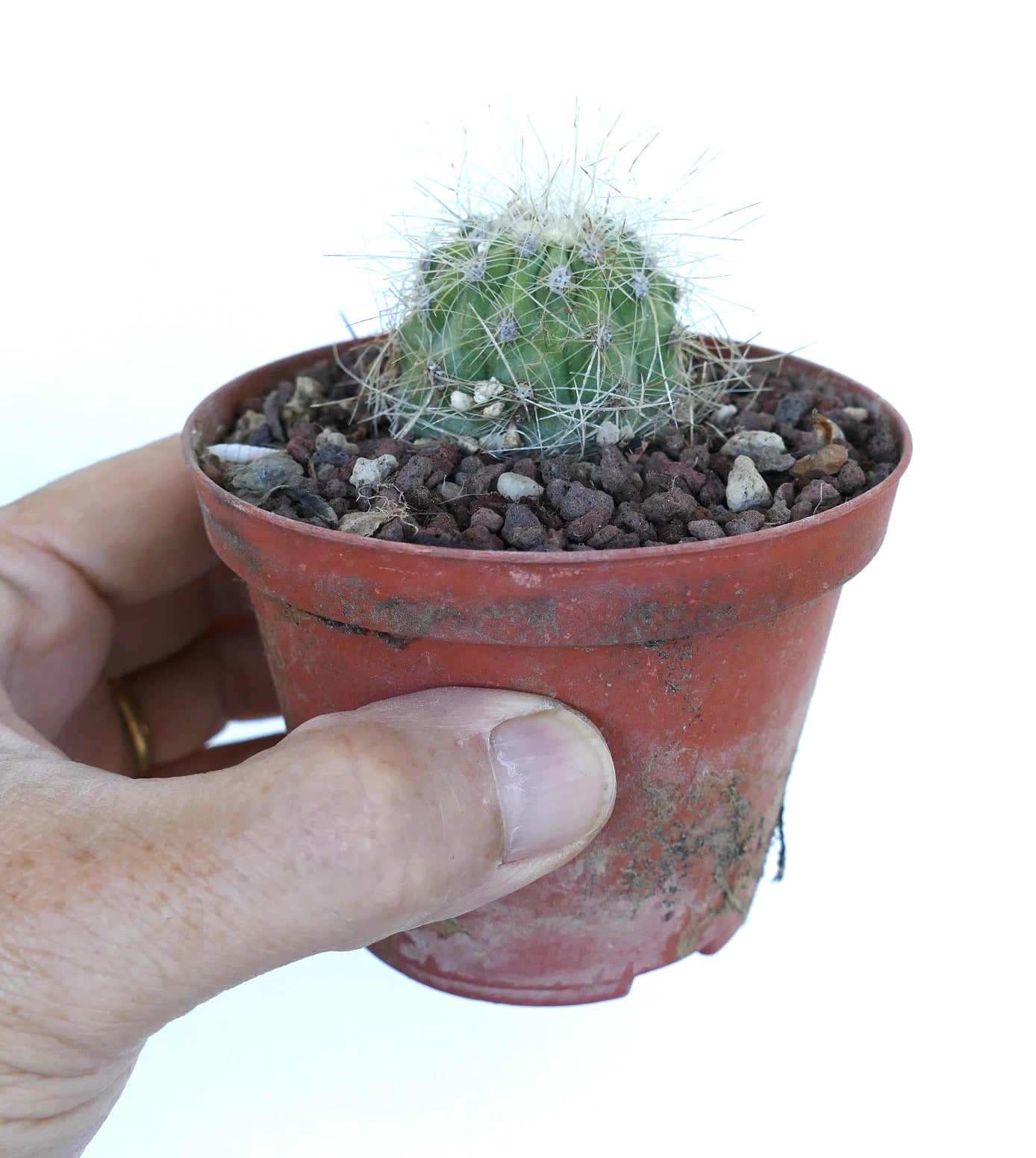 Potted Copiapoa krainziana cactus held in hand, highlighting its compact globular shape, white spines, and mineral-rich soil mix