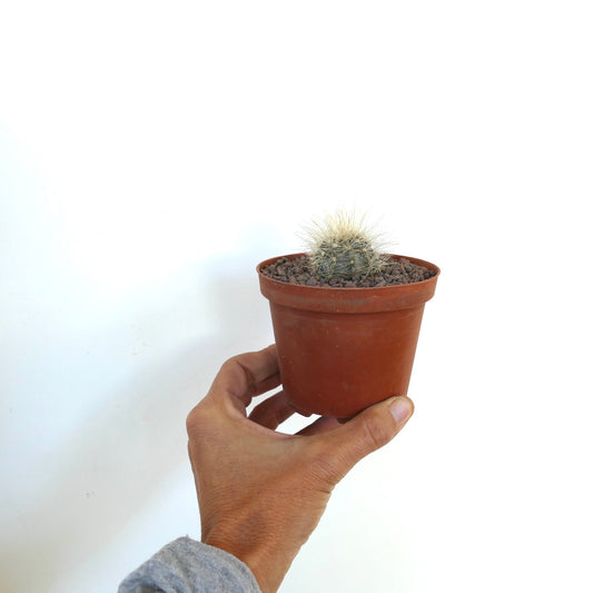 Copiapoa krainziana small succulent cactus with dense white spines in terracotta pot