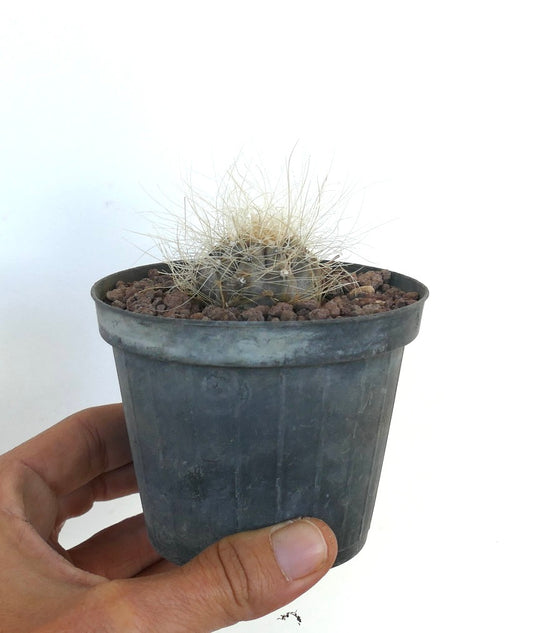 Copiapoa krainziana small round cactus with long white spines in black pot