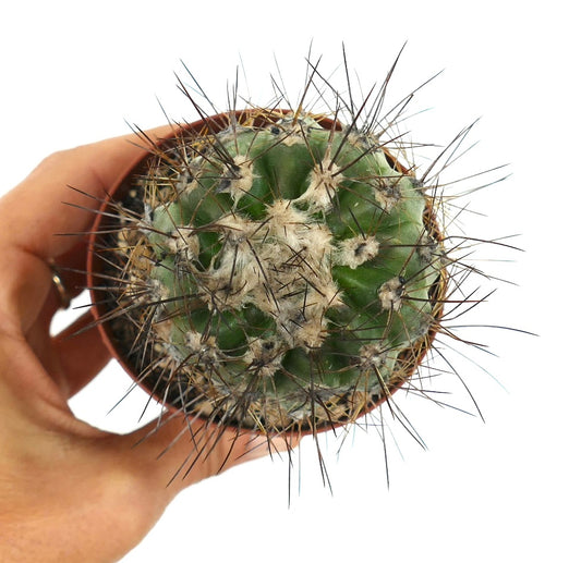 Copiapoa krainziana X Copiapoa atacamensis cacto verde raro com longas espinhas escuras e areólas lanosas
