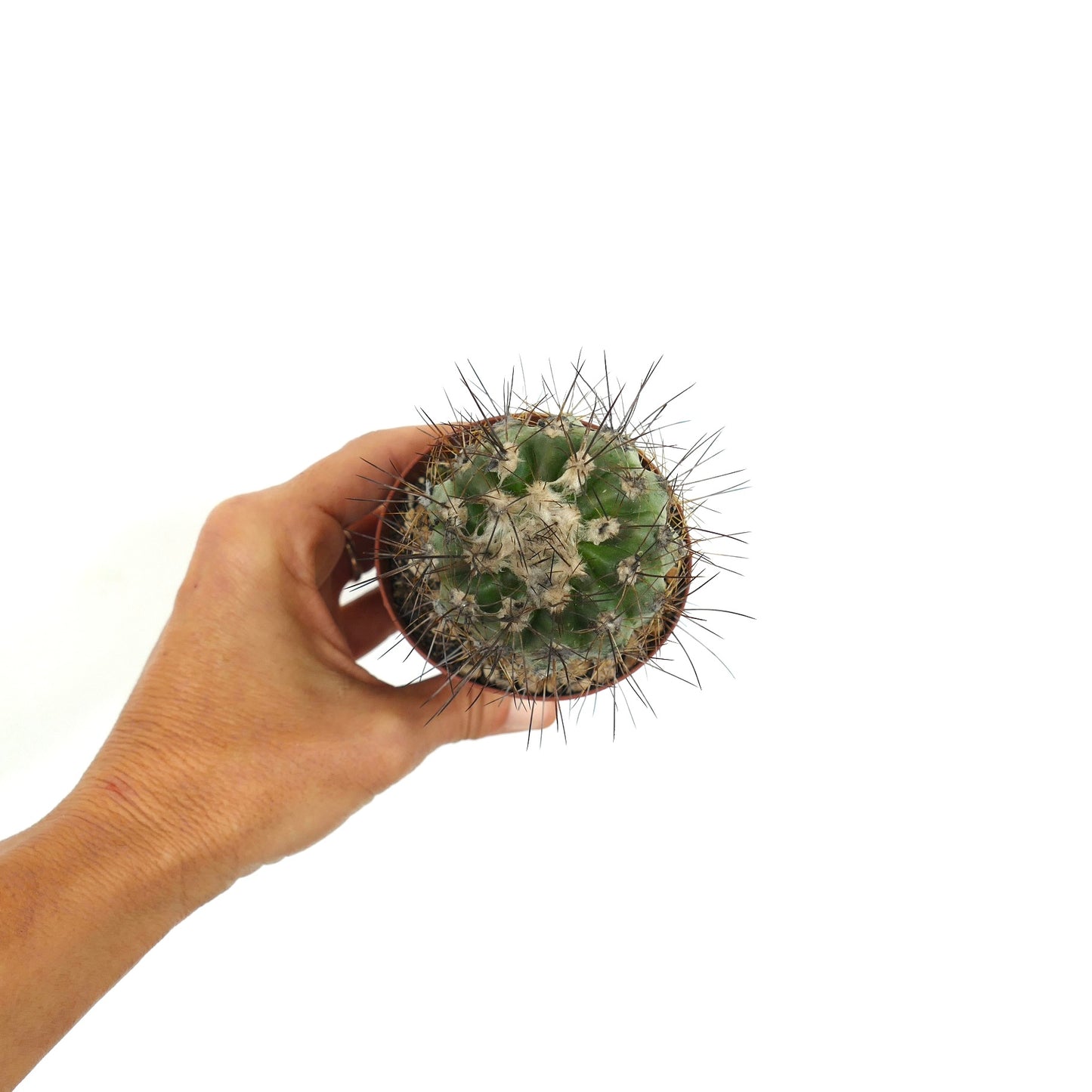 Copiapoa krainziana X Copiapoa atacamensis pequeno cacto verde com espinhos longos e afiados na mão