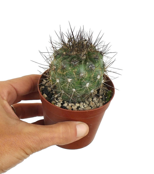 Copiapoa krainziana X Copiapoa atacamensis pequeno cacto verde com longas espinhas escuras em vaso
