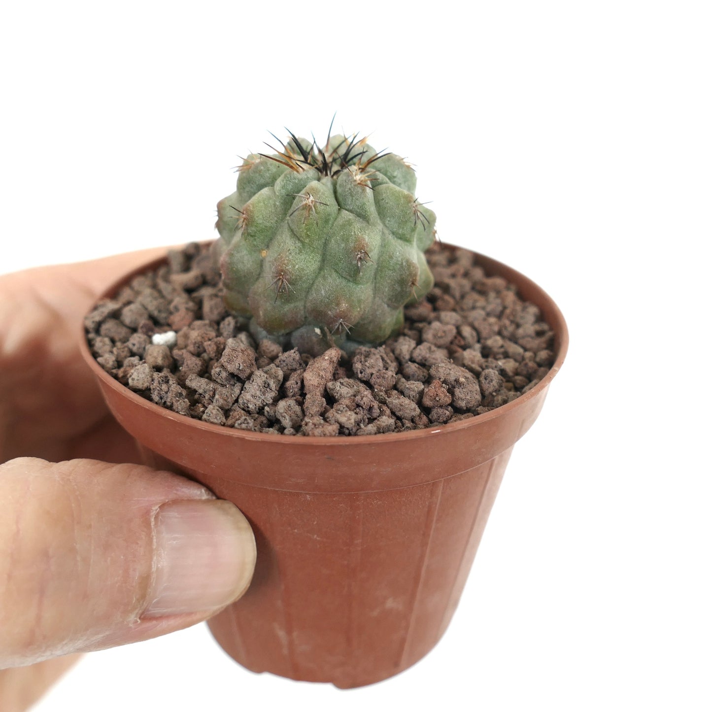 โคปิอาโพอา เลโอนีนซิส กระบองเพชรอวบน้ำทรงกลมขนาดเล็กมีหนามสั้นในกระถางสีน้ำตาล