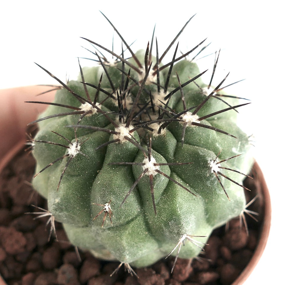 Copiapoa longistaminea sjelden sukkulent kaktus med mørke torner og runde ribber