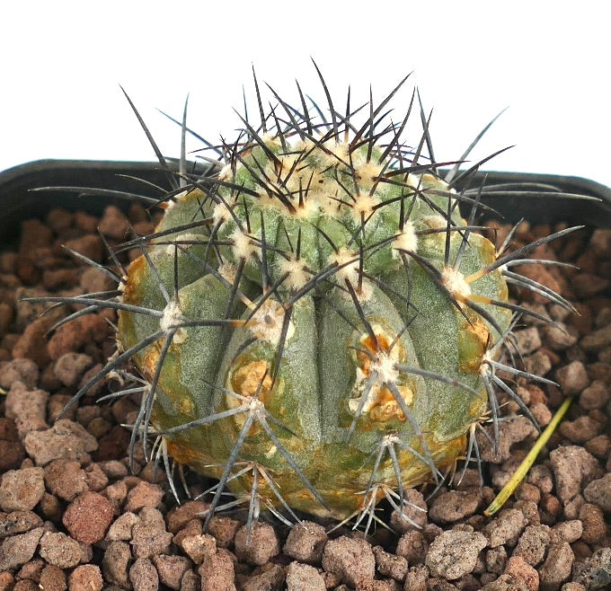Copiapoa longistaminea X Copiapoa cinerea rare cactus succulent avec des épines noires proéminentes et une structure côtelée