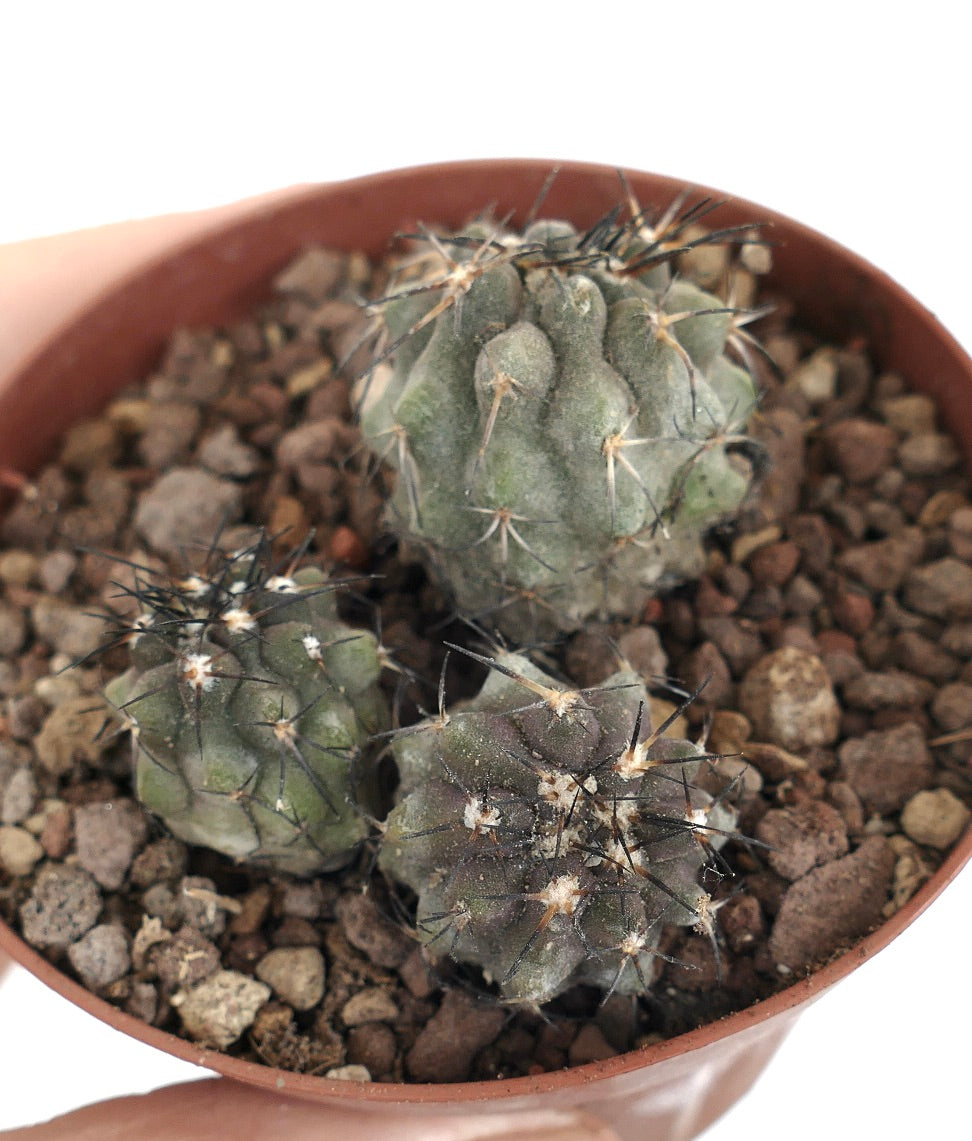 ロイスタミネア小型多肉サボテンの苗、暗いトゲがあり岩の多い土壌で育成