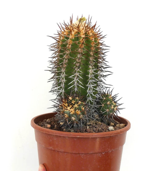 Copiapoa marginata cactus with sharp brown and white spines in terracotta pot