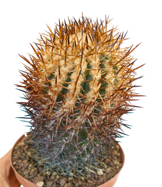 Copiapoa megarhiza subsp. echinata cactus with dense long brown spines and woolly areoles in pot