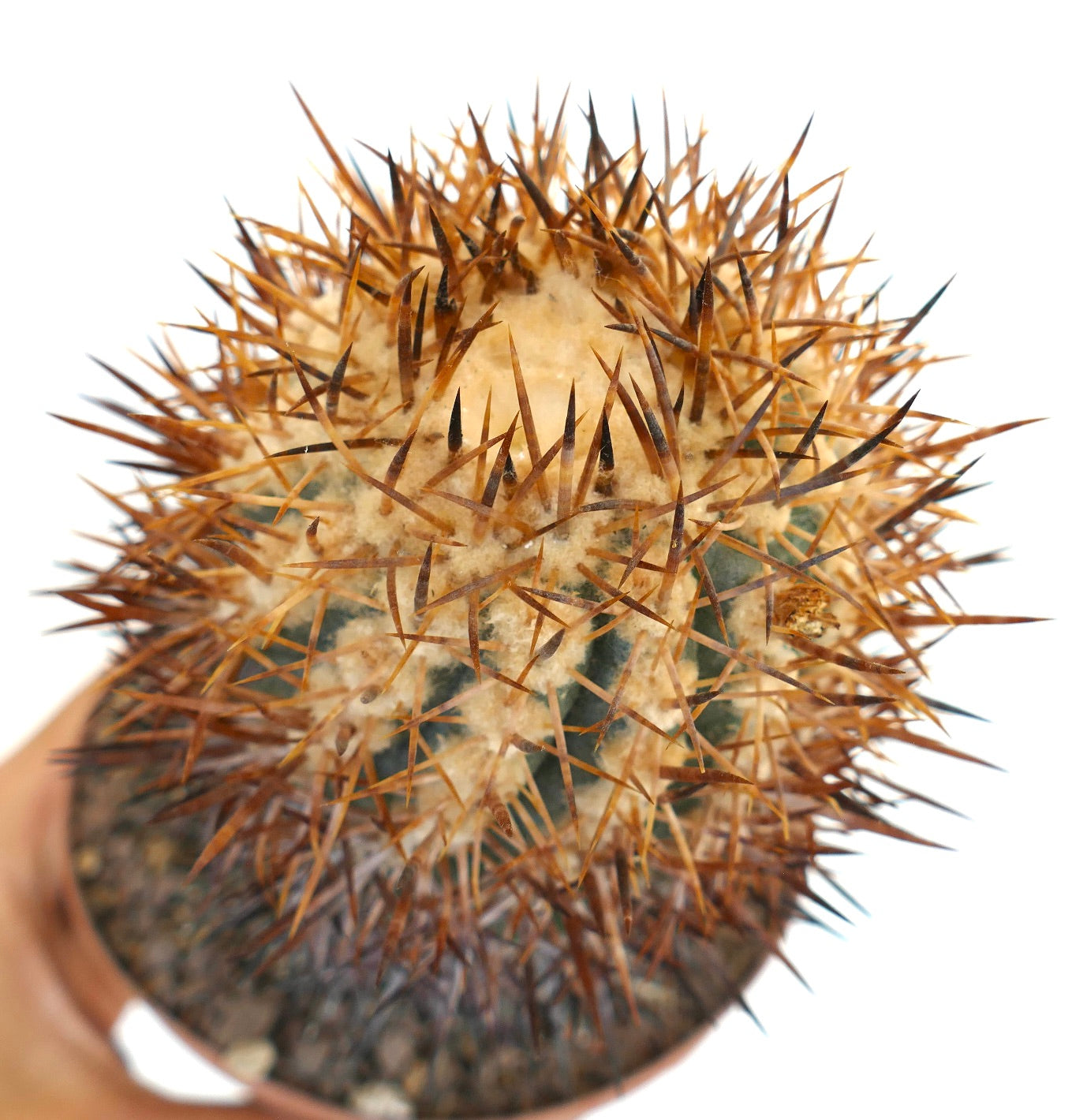 Copiapoa megarhiza subsp. echinata cactus with dense long brown spines and woolly areoles