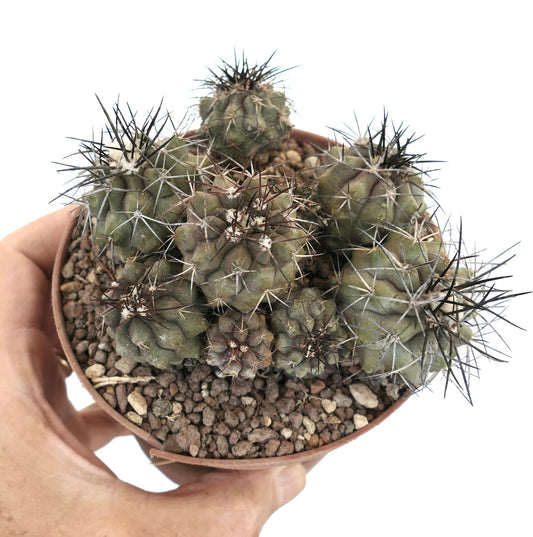 Copiapoa megarhiza v. parvula cluster of small green cacti with long sharp spines in pot