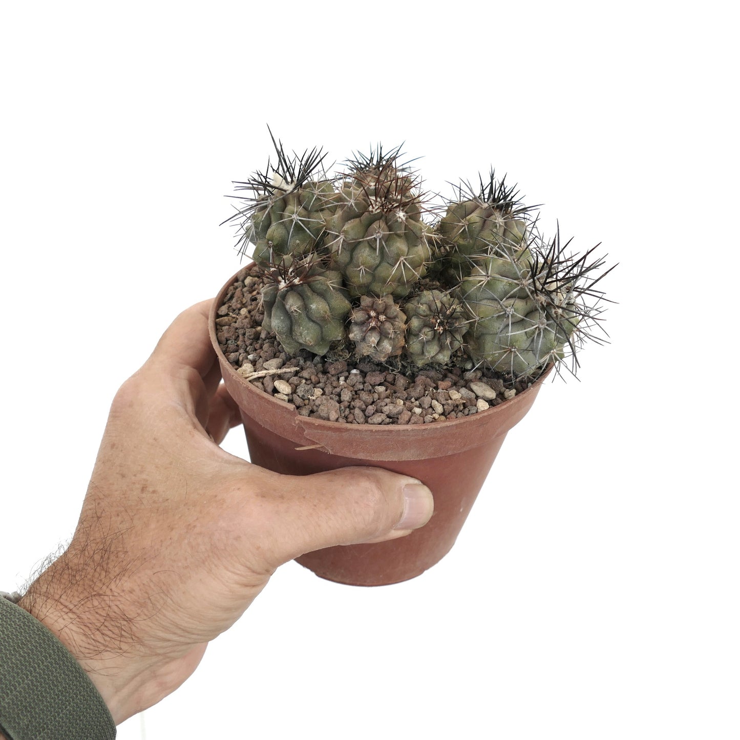 Copiapoa megarhiza v. parvula small clustered cactus with dark spines in brown pot