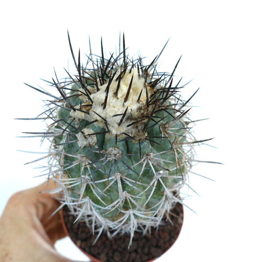 Copiapoa megarhiza var. echinata rare cactus with dense black and white spines and woolly crown
