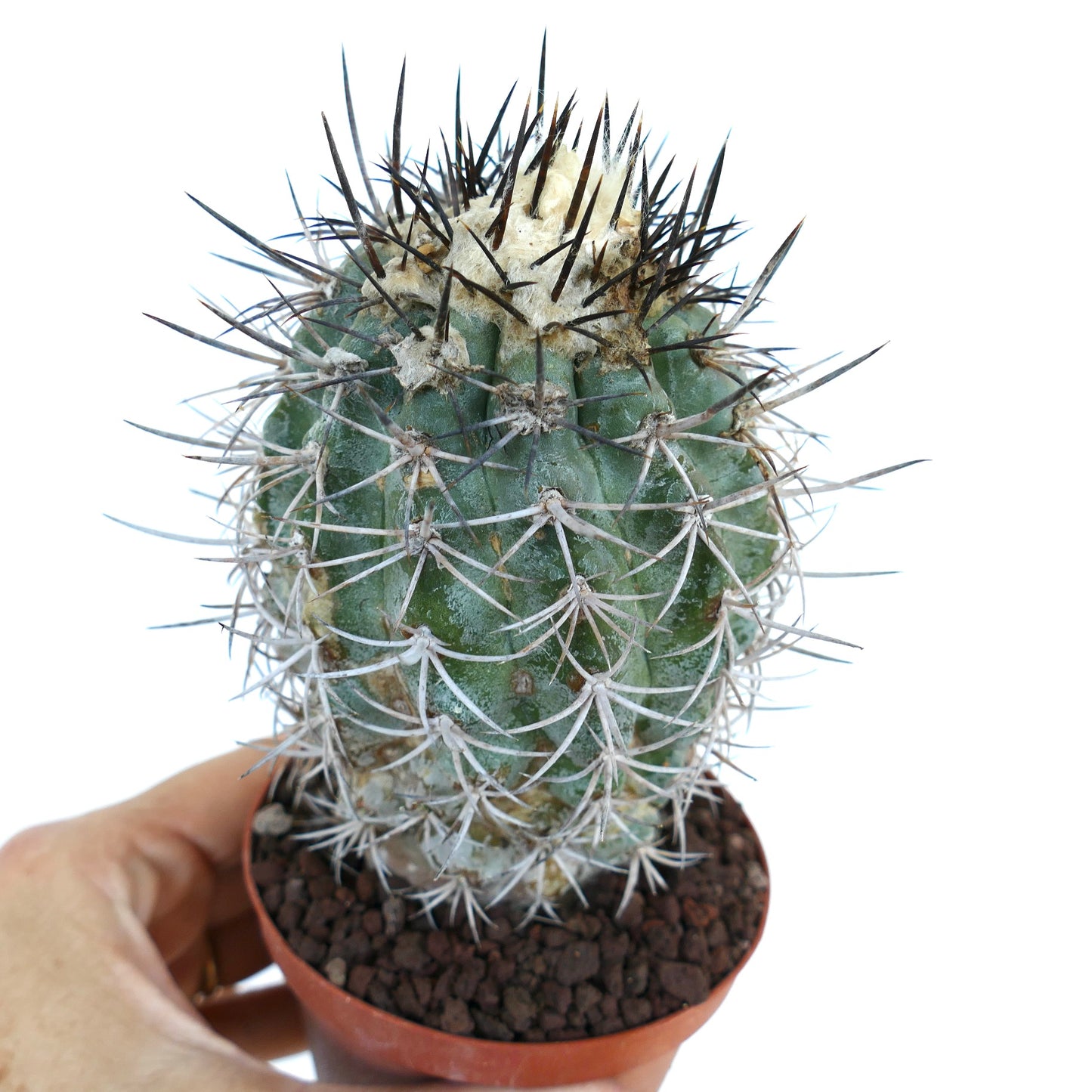 Copiapoa megarhiza var. echinata rare succulent cactus with dense white and black spines in pot