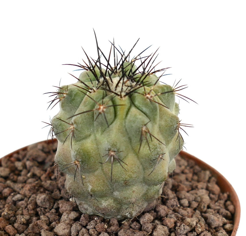 Copiapoa コピアポア　写真集　貴重本　2025 新品 コピアポア・メガリザ ハイブリッド | Botanical Archive | 今
