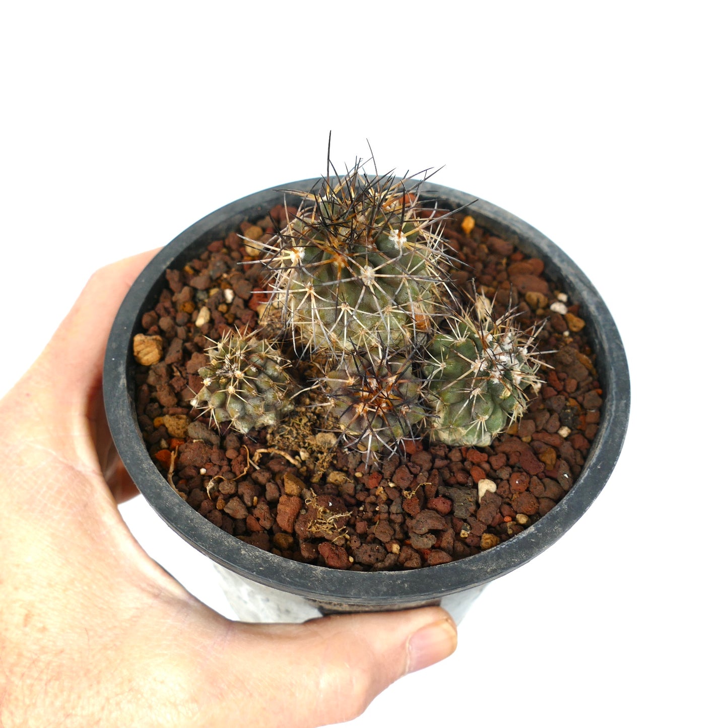Groupe de Copiapoa olivana avec des épines denses et un cactus succulent vert dans un pot noir