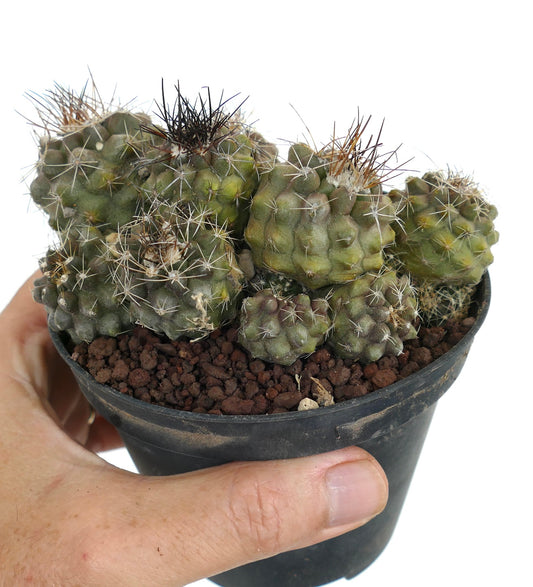 กลุ่มโคปิอาโพอา โอลิวานา กับลำต้นสีเขียวรูปทรงกลมและหนามแหลมในกระถางสีดำขนาดเล็ก