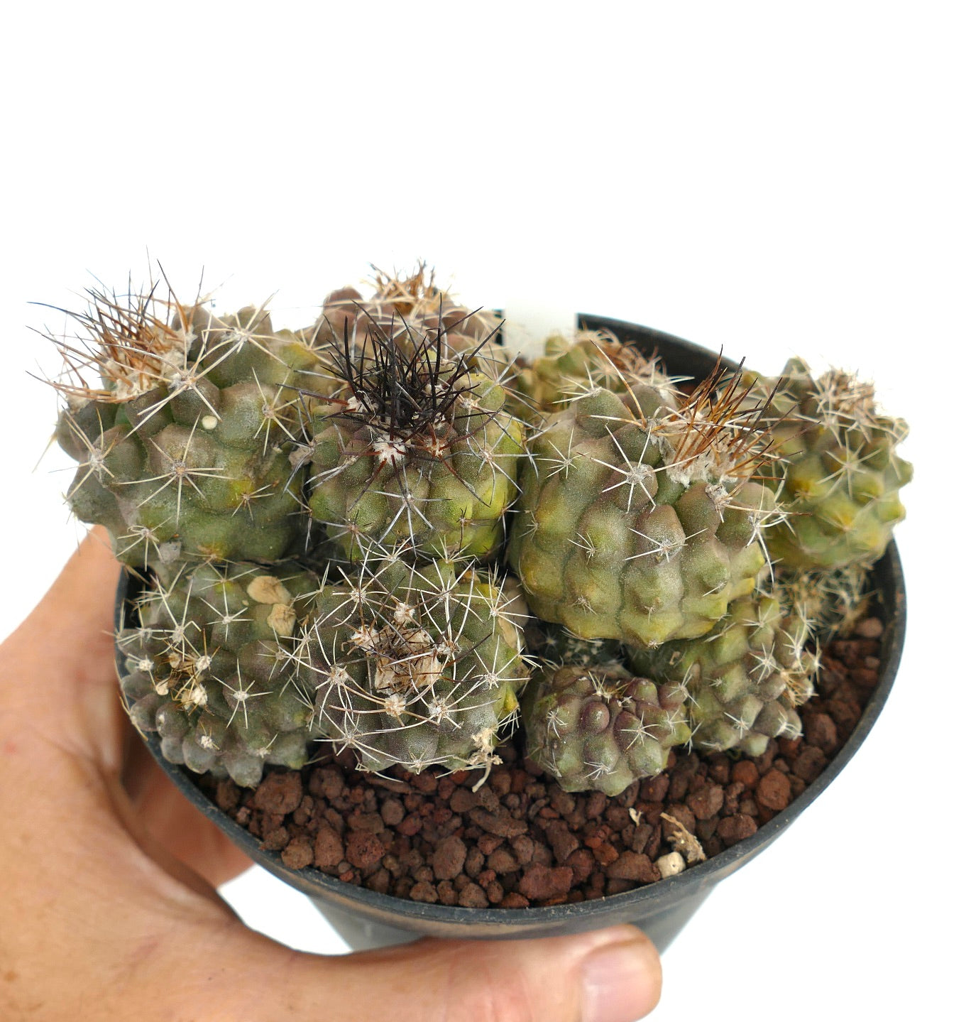 Copiapoa olivana cluster of small green cacti with varied spines in black pot