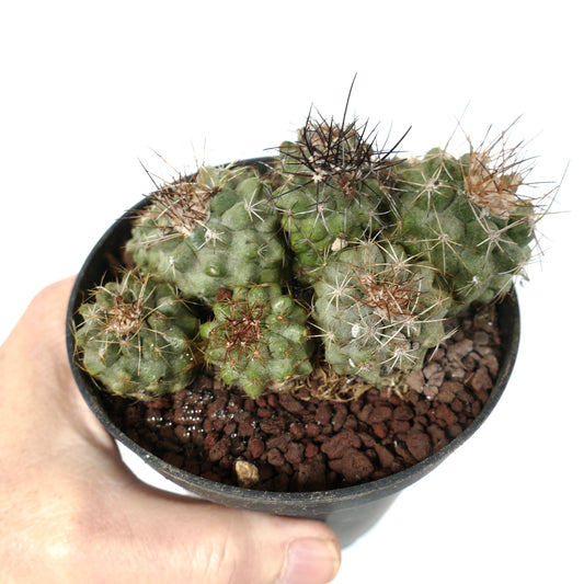 Agregado de Copiapoa olivana com caules verdes texturizados e espinhos longos e afiados em vaso preto