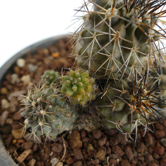 Copiapoa olivana cluster of small spiny succulent cacti with varied green tones