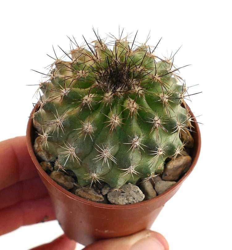 كوبيابوا أوليفانا صبار أخضر صغير مستدير بأشواك داكنة طويلة في وعاء