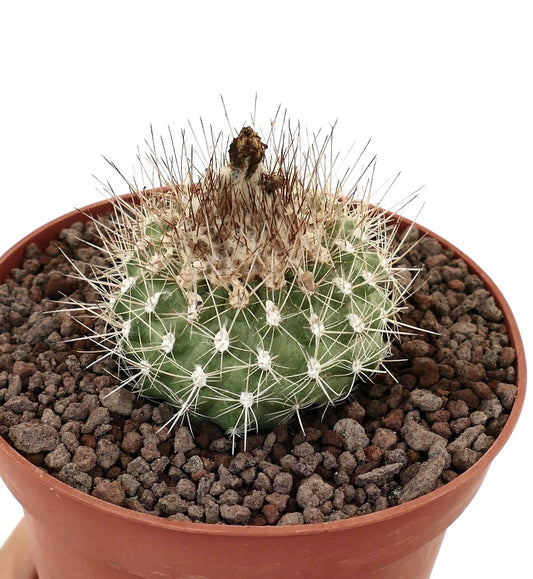 Copiapoa oliviana small round cactus with dense white and brown spines in pot