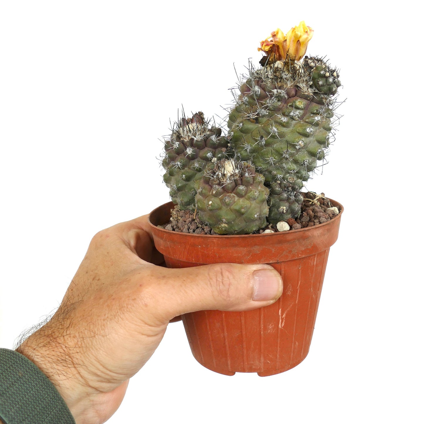 โคปิอาโพอา โอลิเวียนา กลุ่มไม้อวบน้ำกระบองเพชรมีหนามและดอกสีเหลืองในกระถาง