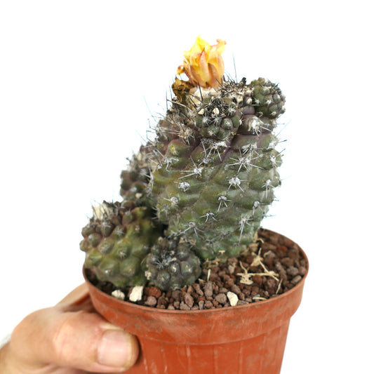 โคปิอาโพอา โอลิเวียนา กระบองเพชรต้นอวบน้ำเป็นพวง มีหนามและดอกสีเหลืองในกระถาง