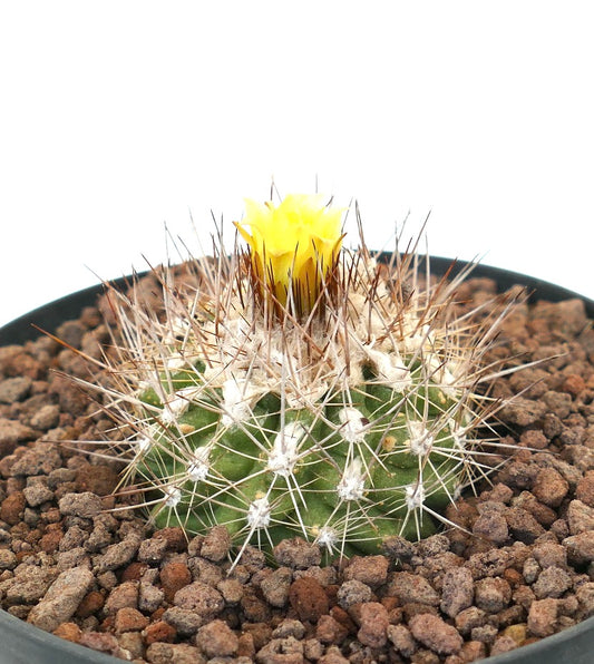 Copiapoa oliviana small cactus with dense spines and bright yellow flower bloom