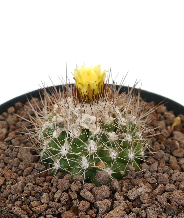 Petit cactus Copiapoa oliviana avec des épines denses et une floraison de fleurs jaunes vives
