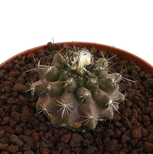 Cacto pequeno e redondo Copiapoa paposensis X Copiapoa atacamensis com espinhos escuros e ápice lanoso em vaso