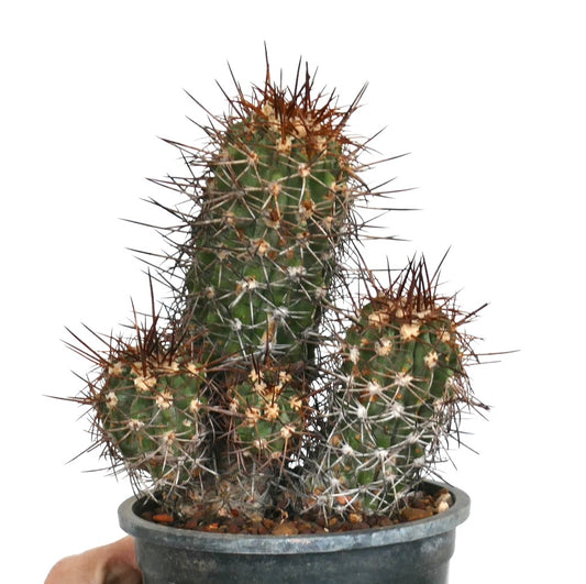 Cactus Copiapoa pendulina con spini lunghi marroni densi e fusti verdi costolati in vaso
