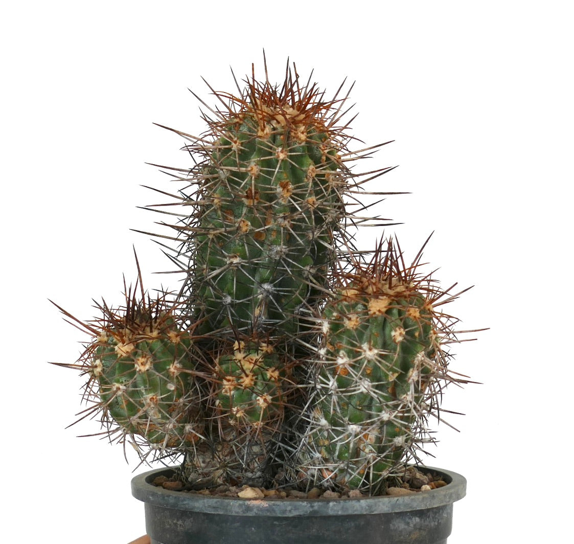 Cactus Copiapoa pendulina con densas y largas espinas marrones y tallos verdes acanalados en maceta