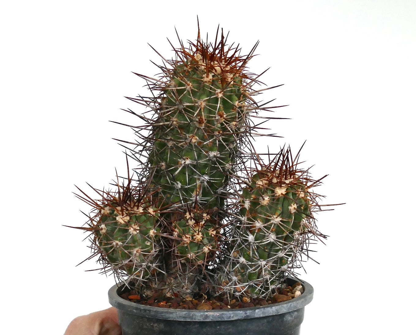Copiapoa pendulina cactus with dense brown and white spines in black pot succulent plant