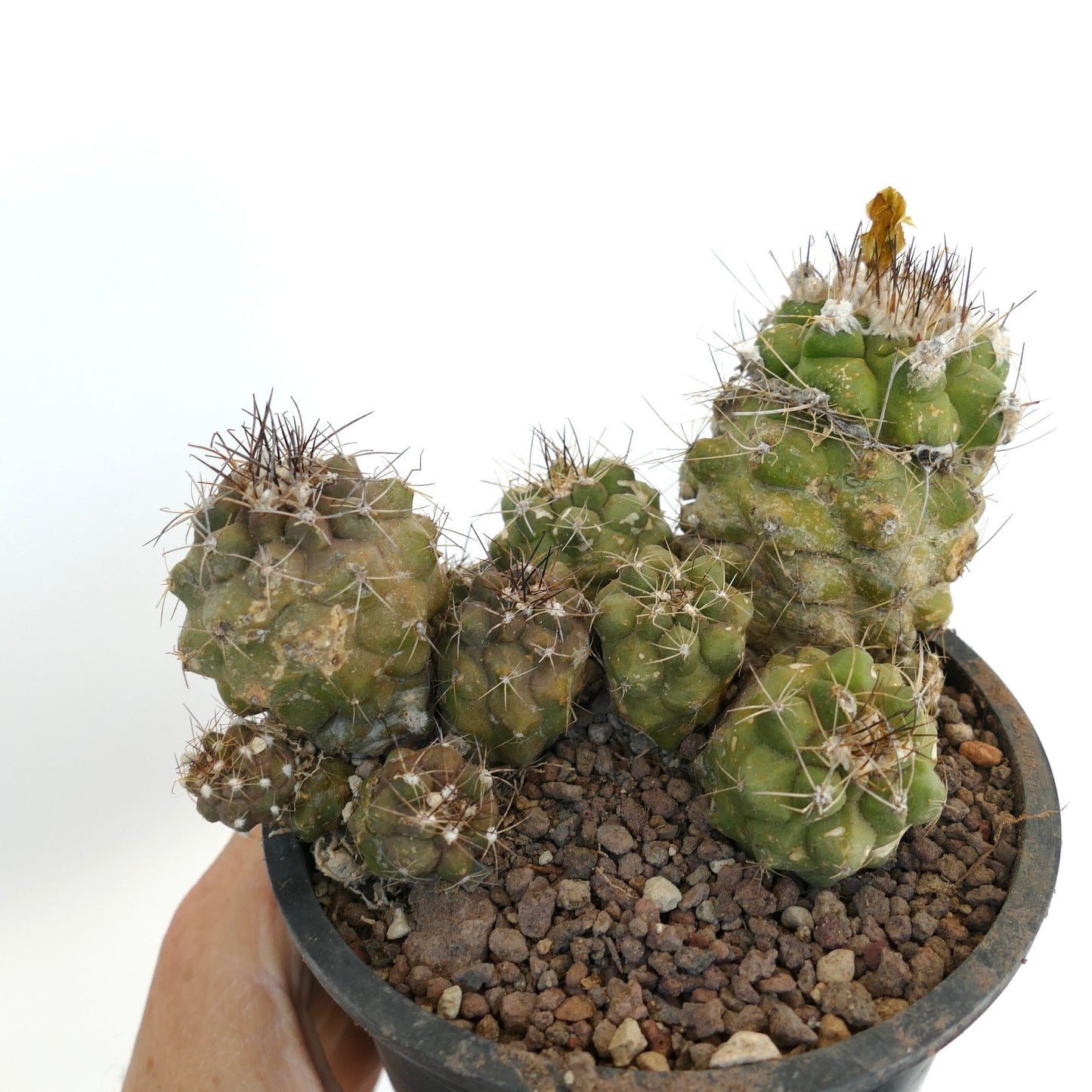Copiapoa rarissima small clustered succulent cactus with spines in a black pot