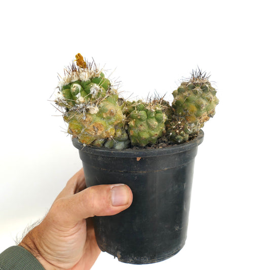 Copiapoa rarissima rare succulent cactus with clustered green tubercles and spines in black pot