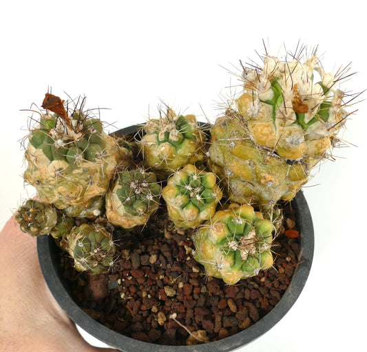 Copiapoa rarissima rare succulent cactus with clustered green and yellow tubercles and sharp spines