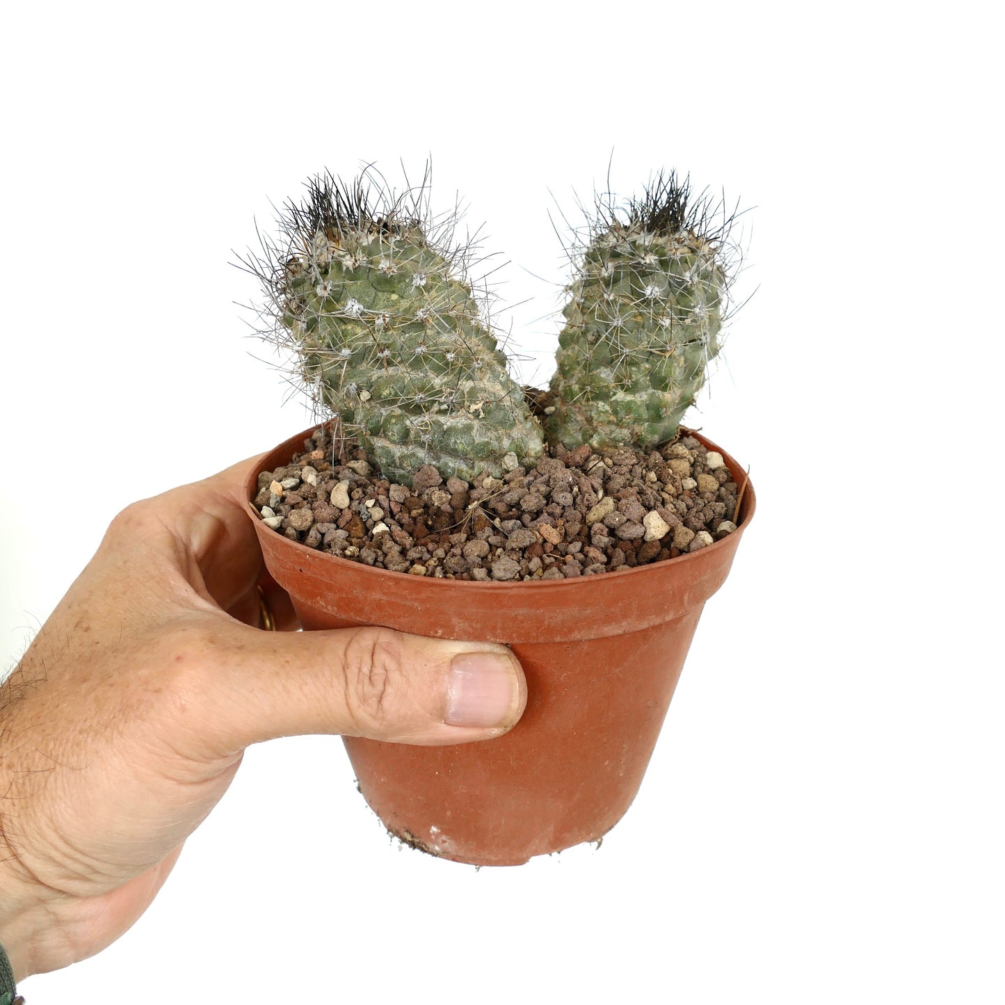 Copiapoa rarissima small rare cactus with two heads and dense spines in pot