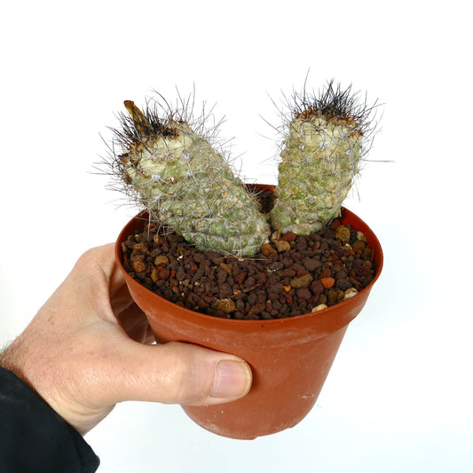 Copiapoa rarissima rare succulent cactus with two spiny heads in small pot