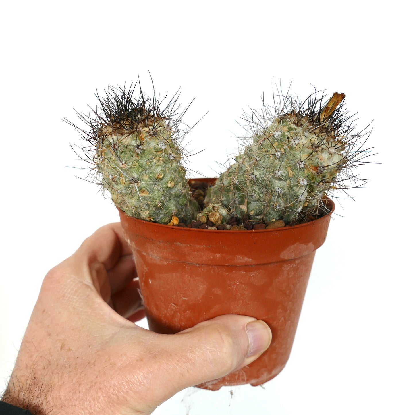 Copiapoa rarissima rare succulent cactus with two spiny heads in small terracotta pot