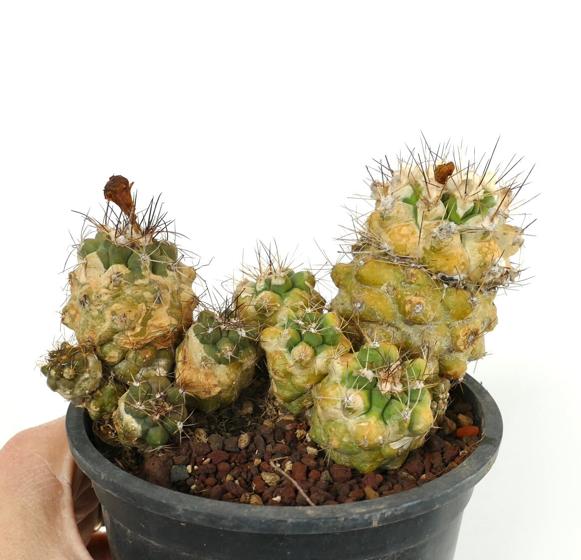 Copiapoa rarissima rare succulent cactus with bumpy yellow-green stems and sharp spines in pot
