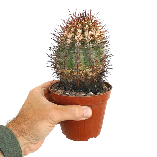 โคปิอาโพอา รูเพสทริส กระบองเพชรอวบน้ำมีหนามสีน้ำตาลยาวหนาแน่นในกระถางเล็กที่ถือด้วยมือ