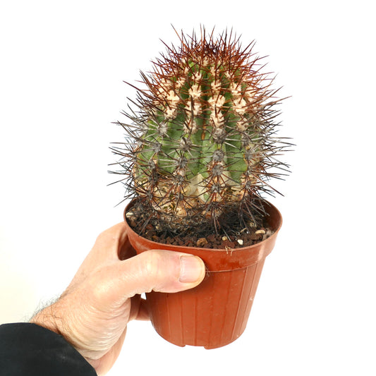 Copiapoa rupestris, cactus succulento con fitte spine rossastre in un piccolo vaso marrone tenuto in mano