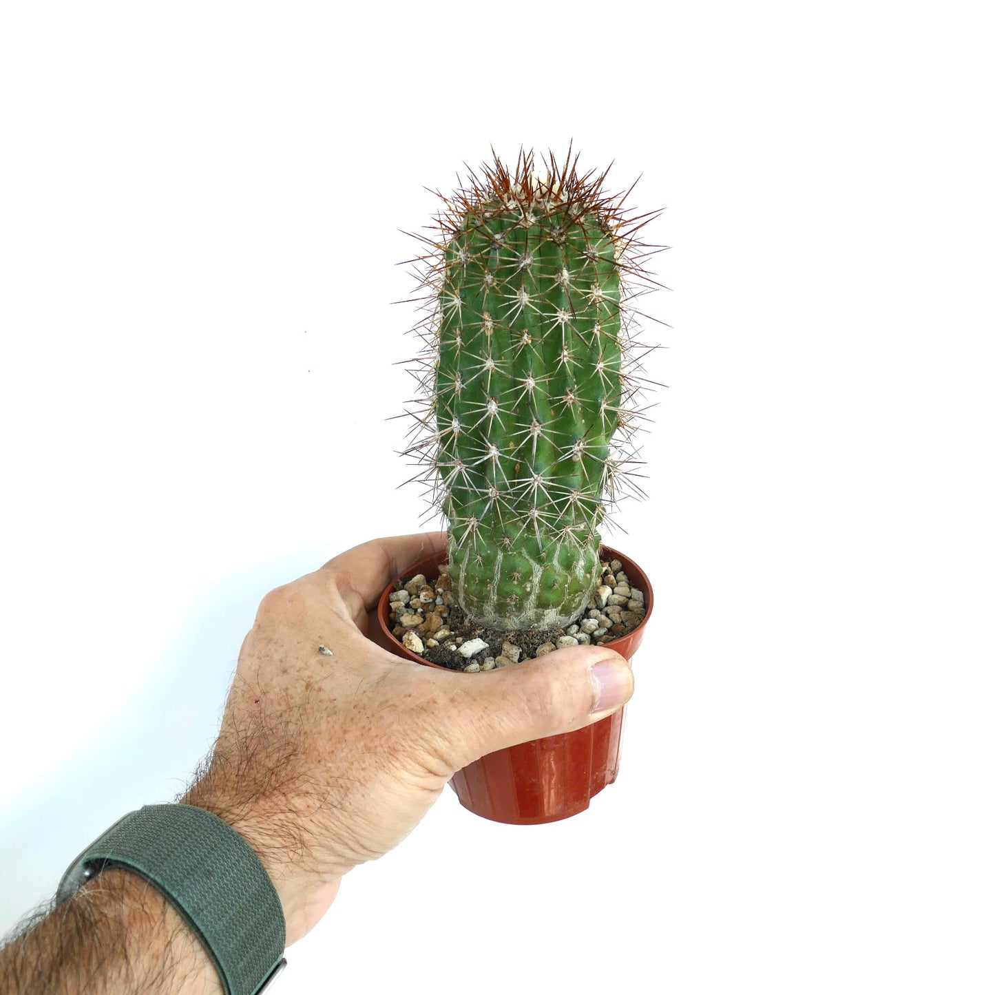 Potted Copiapoa rupestris cactus held in a hand, with a tall green stem, dense spines, and a cluster of longer brown spines at the apex.