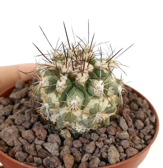 Copiapoa ruprestris X Copiapoa cinerea gefiederter Kaktus mit dichtem weißem Wollvlies und langen braunen Stacheln