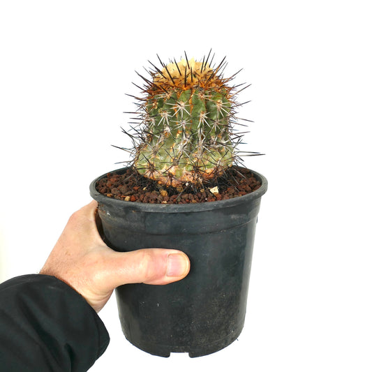 Copiapoa sarcoana pequeño cactus verde con espinas largas y densas de color oscuro en maceta negra sostenida a mano