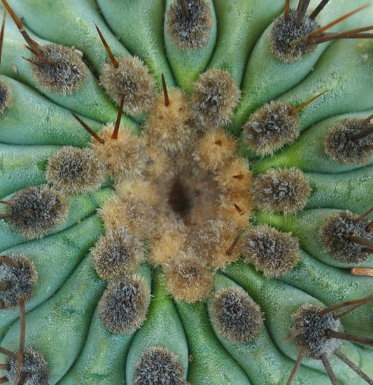Copiapoa serpentisulcata Sukkulente Kaktus mit dichten, wolligen Areolen und scharfen braunen Stacheln