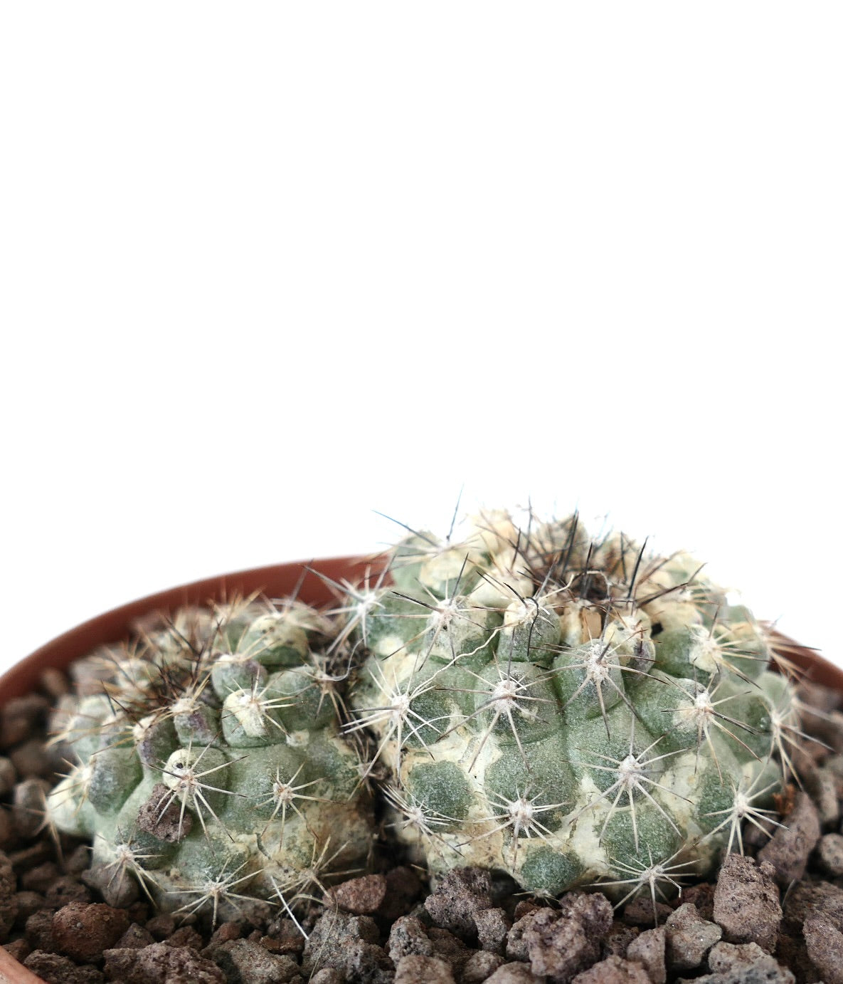 Copiapoa serpentisulcata succulent cactus with two heads and white spines in rocky soil