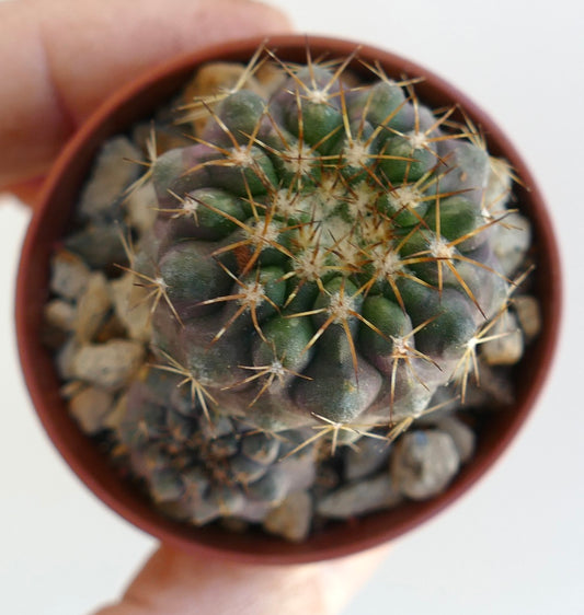 Kleiner Sukkulenten-Kaktus Copiapoa serpentisulcata mit grünen und violetten Farbtönen und scharfen Stacheln