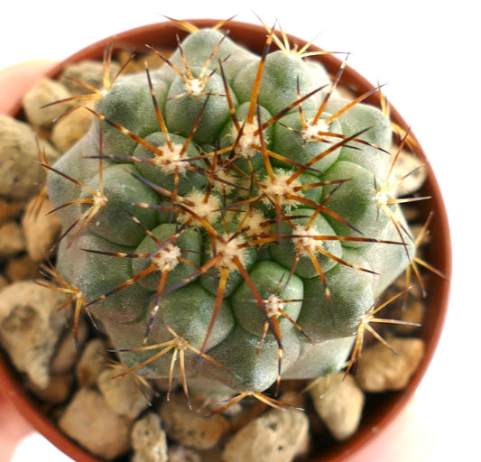 Copiapoa serpentisulcata – Draufsicht auf den Kaktus, die kompakte Rippen, dichte Stachelbüschel und eine strukturierte grau-grüne Oberfläche zeigt.