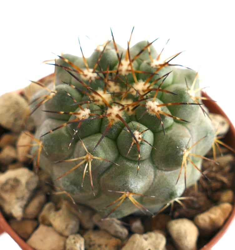 Copiapoa serpentisulcata – Rare Chilean cactus with tubercled form and sharp radial spines, cultivated in a small terracotta pot.